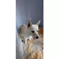 Foto dell\'animale QUARTU SANT'ELENA - 380260170388258