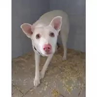 Foto dell\'animale QUARTU SANT'ELENA - 380260170388241