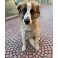 Foto dell\'animale QUARTU SANT'ELENA - 380260043392708