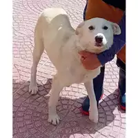 Foto dell\'animale DOLIANOVA - 380260170399939