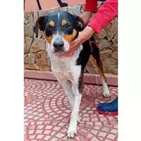 Foto dell\'animale SINNAI - 380260170399933