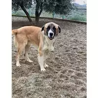 QUARTU SANT'ELENA - 380260044265804