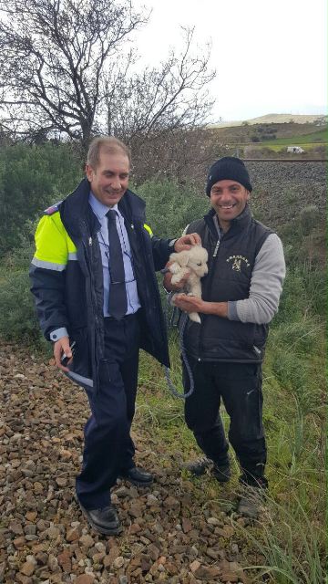 Cattura cane Settimo S. Pietro Immagine relativa a uno dei tanti interventi di cattura effettuati quotidianamente ...il piccolo già ha trovato una bella famiglia GRAZIEE