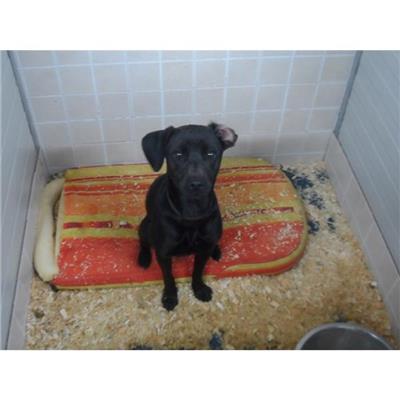 SELARGIUS - Cane - Microchip 380260110006209