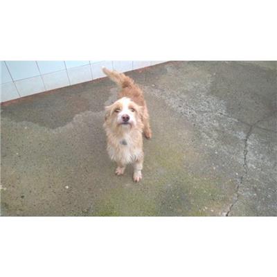 SAN SPERATE - Cane - Microchip 380260110006317