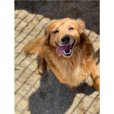 MONSERRATO - Cane - Microchip 380260042084548
