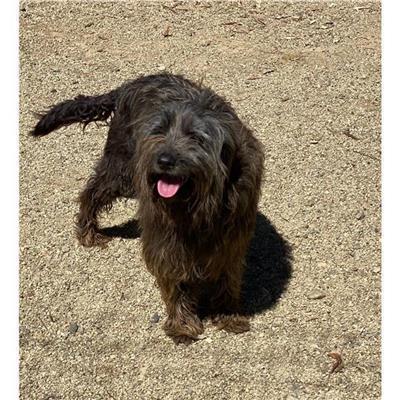 MONSERRATO - Cane - Microchip 380260041496797