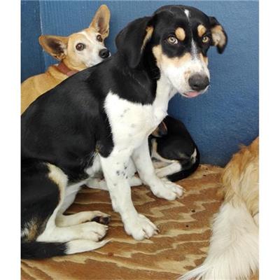 VILLASIMIUS - Cane - Microchip 380260043398077
