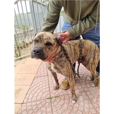 QUARTU SANT'ELENA - Cane - Microchip 380260043469136