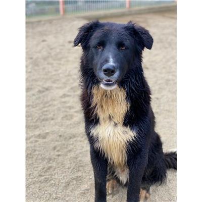 MONSERRATO - Cane - Microchip 380260044326958