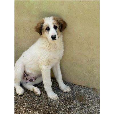 QUARTU SANT'ELENA - Cane - Microchip 380260044295732