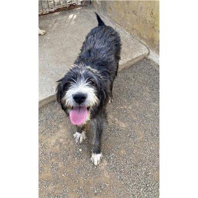 QUARTU SANT'ELENA - Cane - Microchip 380260044325208