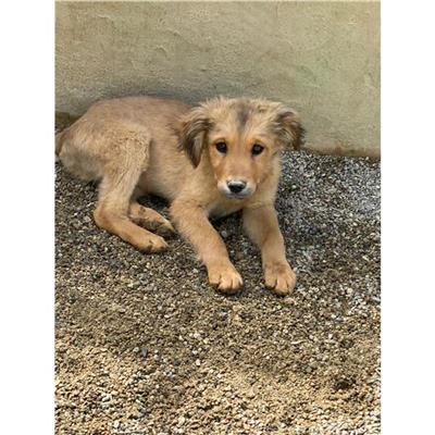 QUARTU SANT'ELENA - Cane - Microchip 380260044298426
