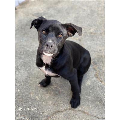 MONASTIR - Cane - Microchip 380260044326829