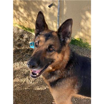 DOLIANOVA - Cane - Microchip 380260044327450