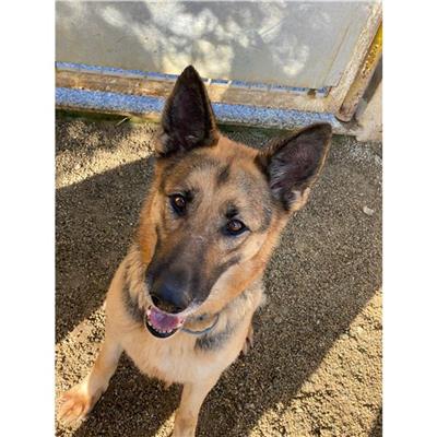 DOLIANOVA - Cane - Microchip 380260044291075