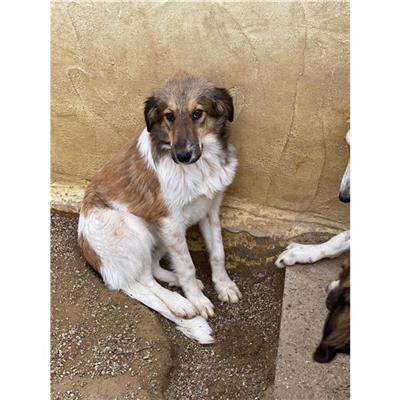 DOLIANOVA - Cane - Microchip 380260004628183