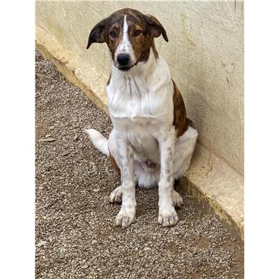 DOLIANOVA - Cane - Microchip 380260004628187