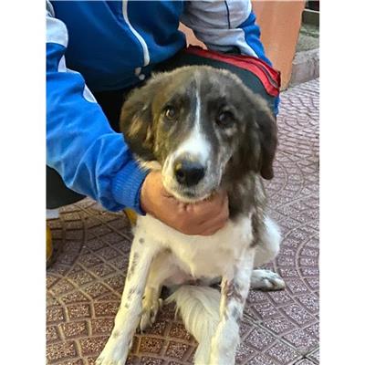 DOLIANOVA - Cane - Microchip 380260004628181