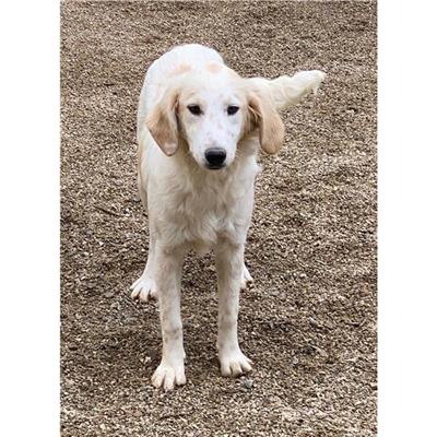 QUARTU SANT'ELENA - Cane - Microchip 380260044289622