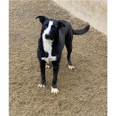 QUARTU SANT'ELENA - Cane - Microchip 380260044289511