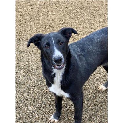 QUARTU SANT'ELENA - Cane - Microchip 380260044289440