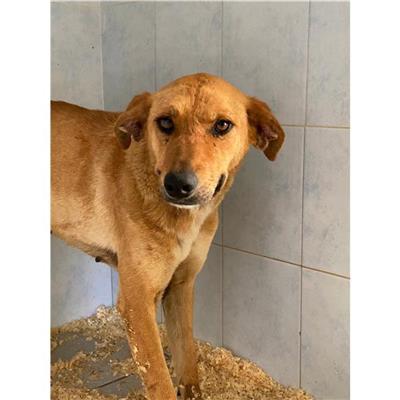 SINNAI - 380260044290372