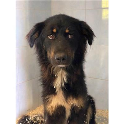 SINNAI - Cane - Microchip 380260044290404