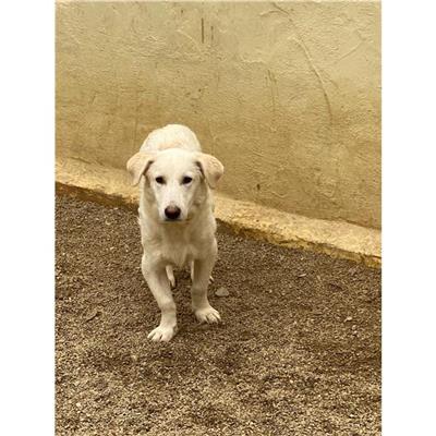 SELARGIUS - Cane - Microchip 380260004628128