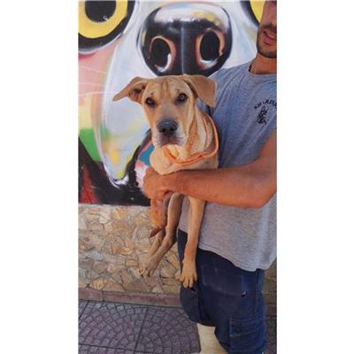 QUARTU SANT'ELENA - Cane - Microchip 380260004628119