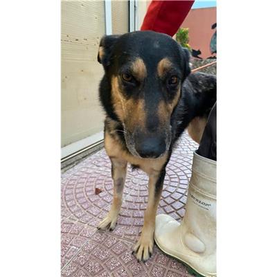 MONASTIR - Cane - Microchip 380260004584671