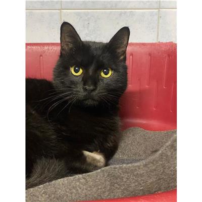 MONSERRATO - Gatto - Microchip 380260004584668