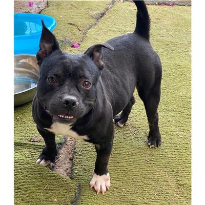 MONSERRATO - Cane - Microchip 380260004584662