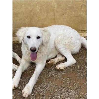 MONSERRATO - Cane - Microchip 380260004576097