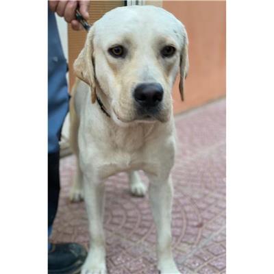 QUARTU SANT'ELENA - Cane - Microchip 380260004576090