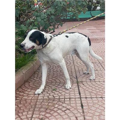 MONSERRATO - Cane - Microchip 380260043770296
