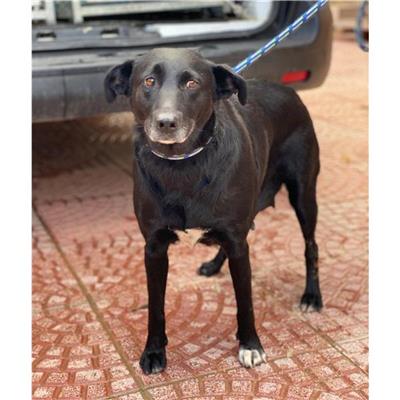 DOLIANOVA - Cane - Microchip 380260004576026