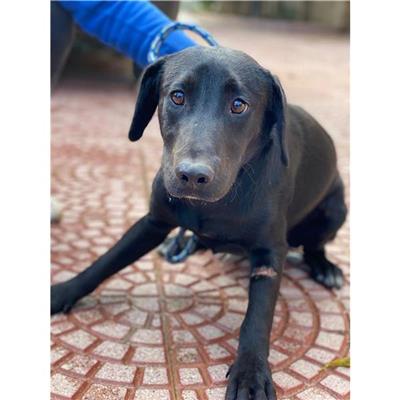 DOLIANOVA - Cane - Microchip 380260004576018