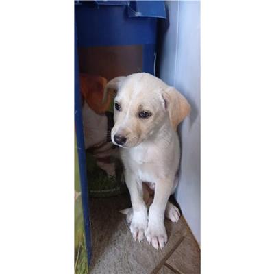 QUARTU SANT'ELENA - Cane - Microchip 380260004576015
