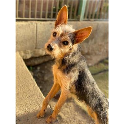 QUARTU SANT'ELENA - Cane - Microchip 380260004584844