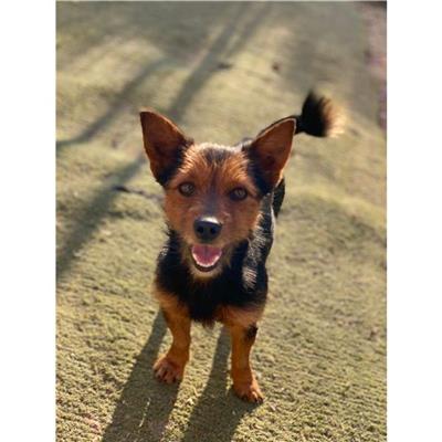 QUARTU SANT'ELENA - Cane - Microchip 380260004584843