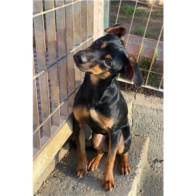 QUARTU SANT'ELENA - Cane - Microchip 380260004576105