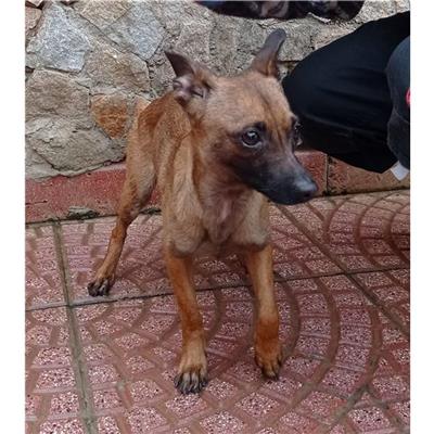 QUARTU SANT'ELENA - Cane - Microchip 380260004584653