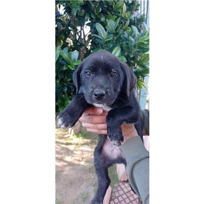 QUARTU SANT'ELENA - Cane - Microchip 380260004576028