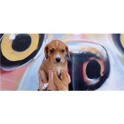 QUARTU SANT'ELENA - Cane - Microchip 380260004584849