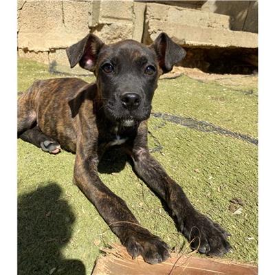SELARGIUS - Cane - Microchip 380260004583632