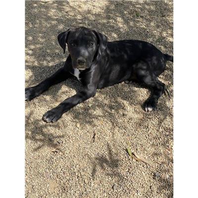SINNAI - Cane - Microchip 380260004584165