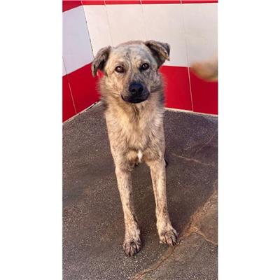 MONSERRATO - Cane - Microchip 380260004583776