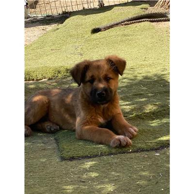 MONASTIR - Cane - Microchip 380260004583777