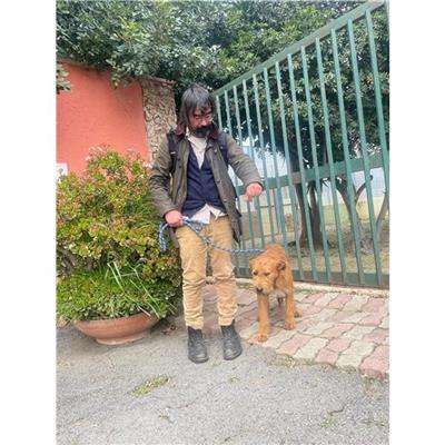 MONASTIR - Cane - Microchip 380260004583777